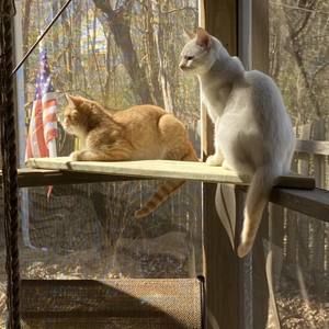 Meet your Posher, Laureli